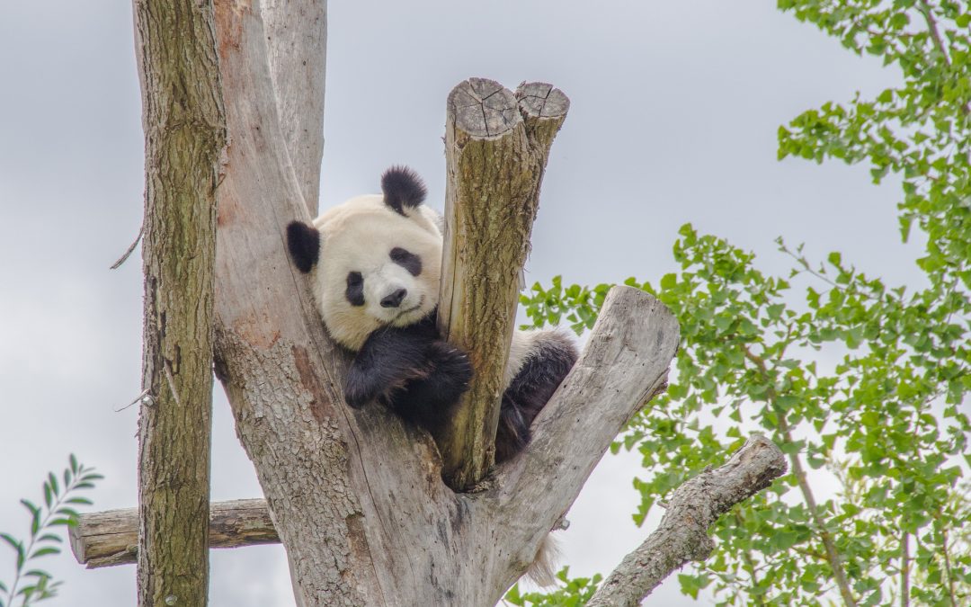 Panda, poep en drop.