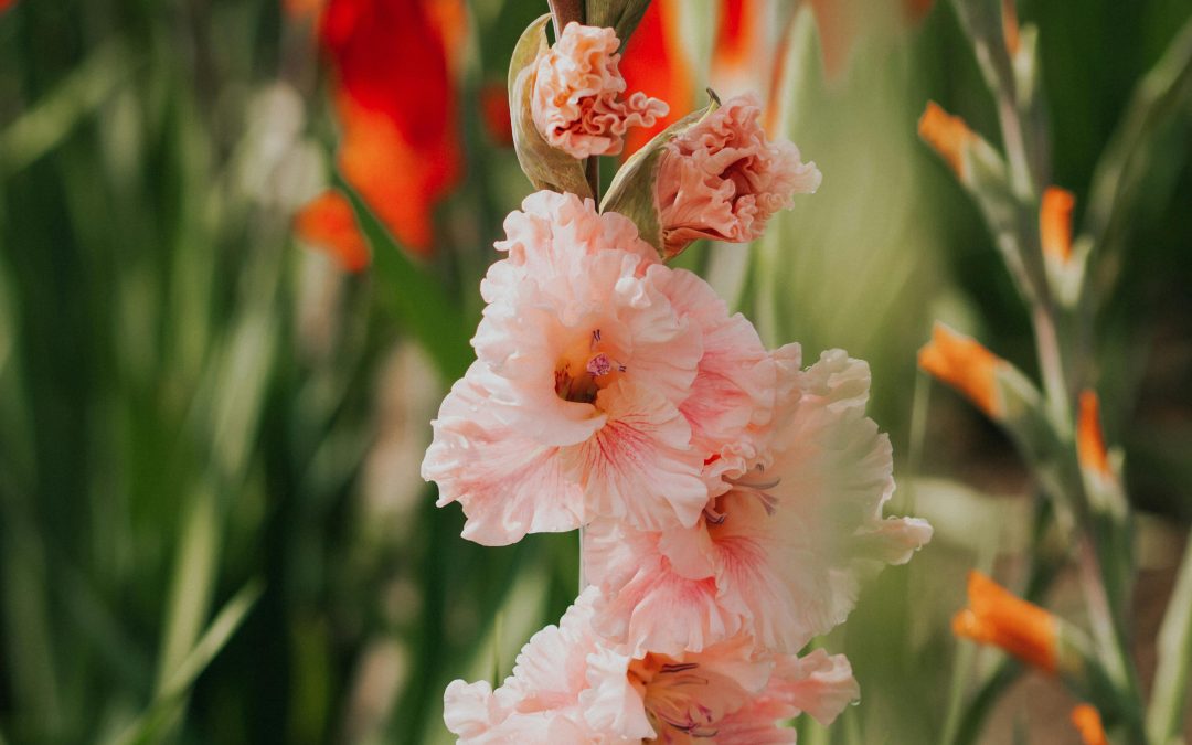 Via Gladiola